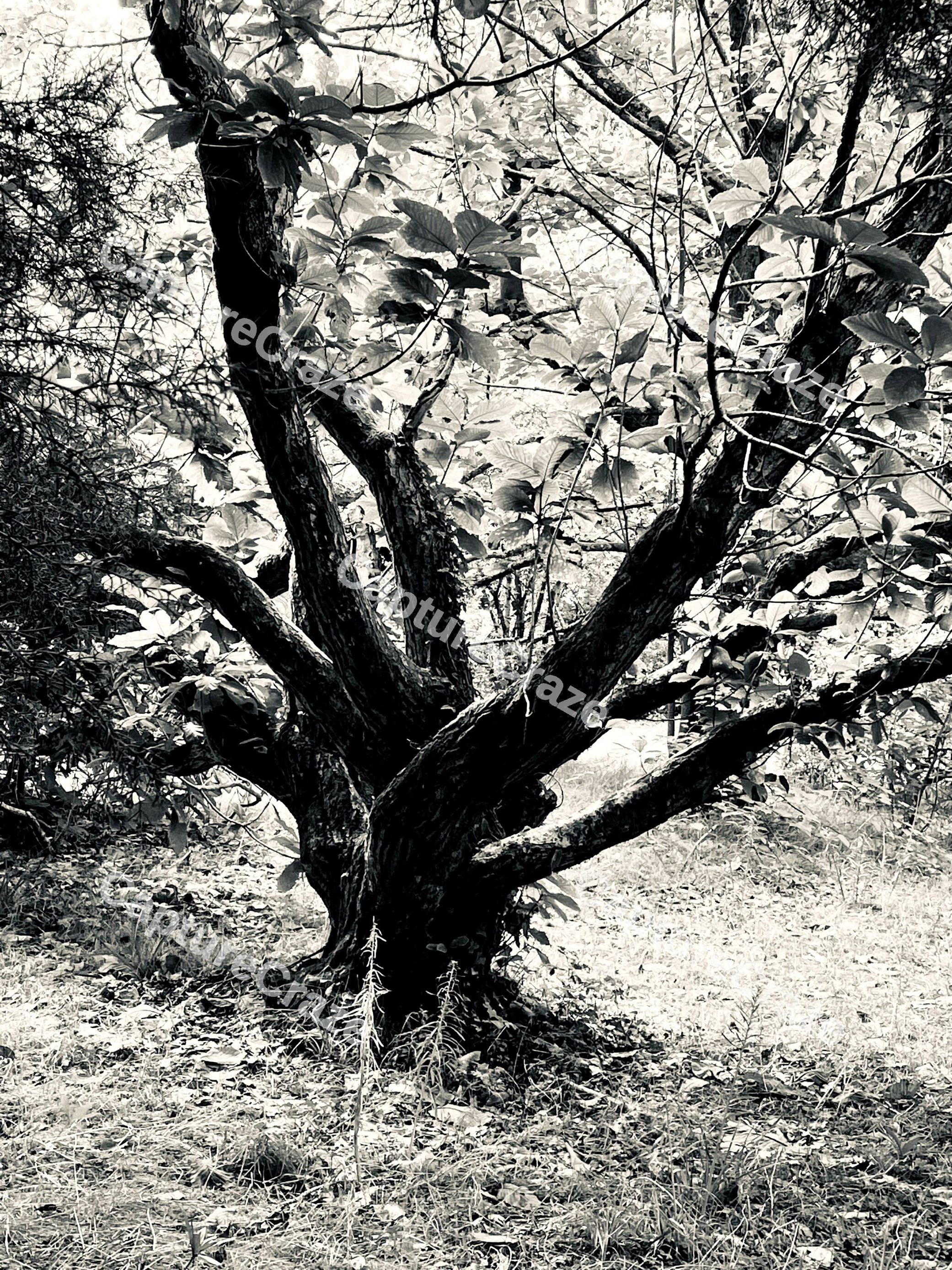 Black And White Photo Of A Tree